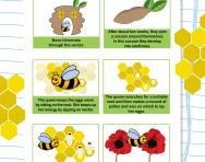 The life cycle of a bee worksheet