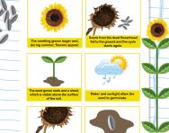 The life cycle of a sunflower worksheet