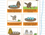 The life cycle of an owl worksheet