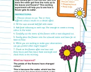 Thirsty flowers experiment