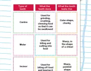 Types of teeth activity