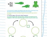 Understanding a frog’s life cycle