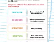 Understanding food chains activity