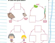 Understanding lifecycles worksheet