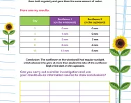 Using observation in investigations worksheet