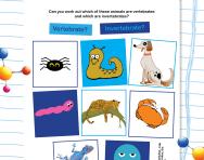 Vertebrate or invertebrate worksheet