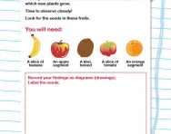 Where do seeds come from? activity