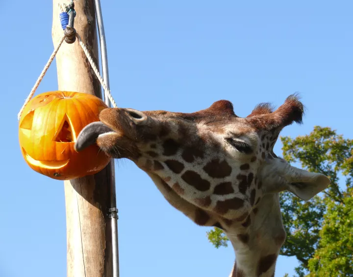 © ZSL Whipsnade / ZSL © ZSL Whipsnade / ZSL