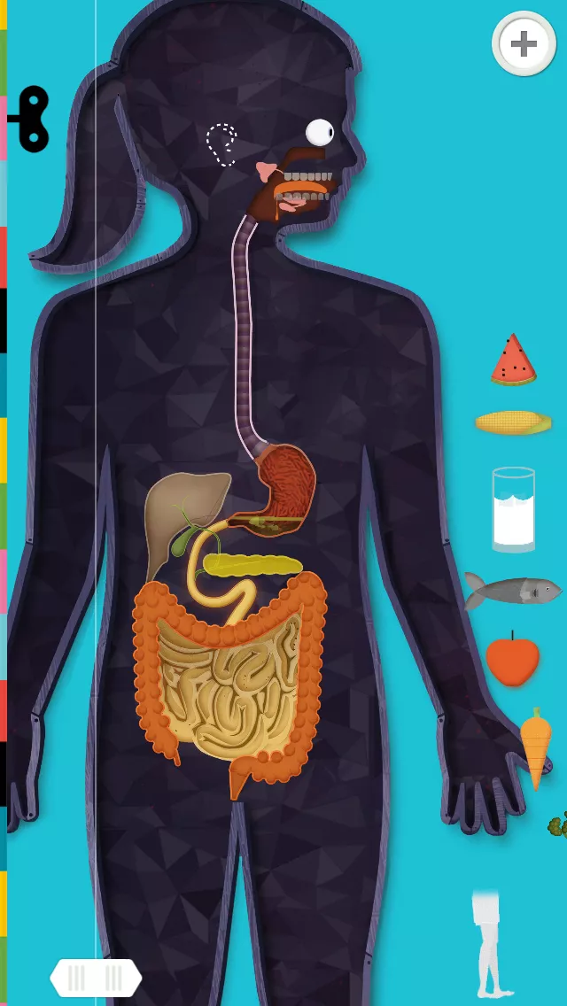 The Human Body by Tinybop