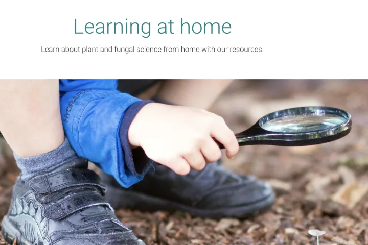 Kew Learning at Home