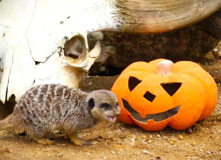 Meerkats and pumpkin © ZSL / Whipsnade Zoo