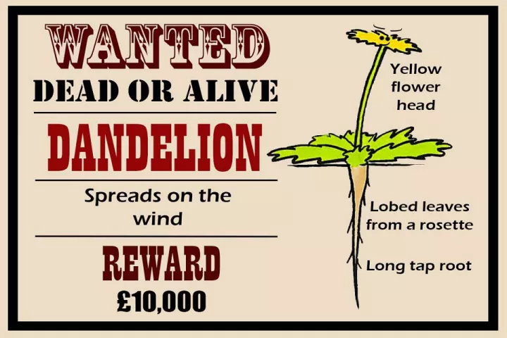 RHS Campaign for School Gardening
