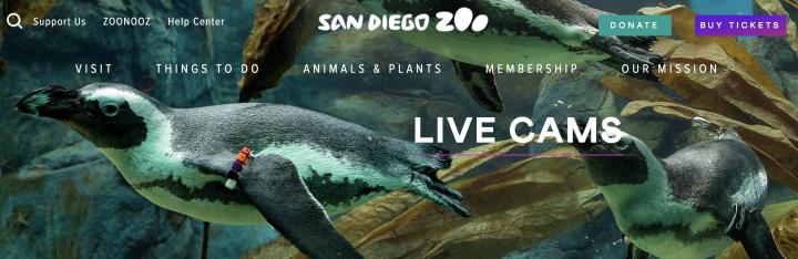 San Diego Zoo webcams