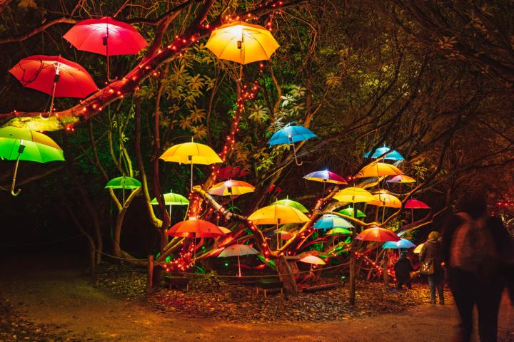 umbrellas ©️ The Lost Gardens of Heligan