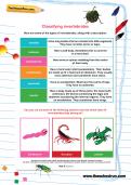 Classifying invertebrates worksheet Classifying invertebrates worksheet