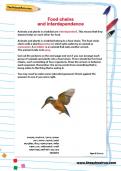Food chains and interdependence activity Food chains and interdependence activity