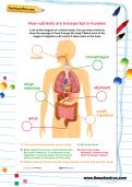 How nutrients are transported in humans worksheet How nutrients are transported in humans worksheet