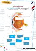 Label a human eye worksheet Label a human eye worksheet