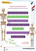 Muscles and skeletons facts worksheet Muscles and skeletons facts worksheet