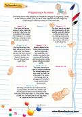 Pregnancy in humans worksheet Pregnancy in humans worksheet