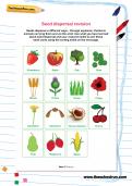 Seed dispersal revision worksheet Seed dispersal revision worksheet