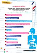 The digestive process worksheet The digestive process worksheet