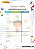 The human body and its parts worksheet The human body and its parts worksheet