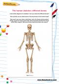 The human skeleton: different bones worksheet The human skeleton: different bones worksheet