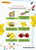 The life cycle of a bee worksheet The life cycle of a bee worksheet