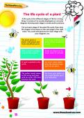 The life cycle of a plant The life cycle of a plant
