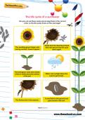The life cycle of a sunflower worksheet The life cycle of a sunflower worksheet