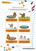 The life cycle of an owl worksheet The life cycle of an owl worksheet