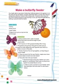 Make a butterfly feeder