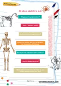 All about skeletons quiz worksheet