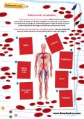 Blood and circulation worksheet
