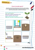 How do seeds grow worksheet