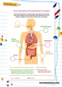 How nutrients are transported in humans worksheet
