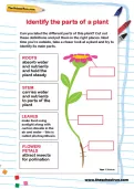 Identify the parts of a plant worksheet