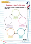 Illustrate a plant's life cycle
