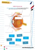 Label a human eye worksheet