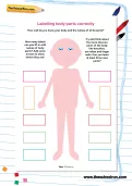 Labelling body parts correctly