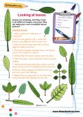 Looking at leaves activity