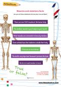 Muscles and skeletons facts worksheet