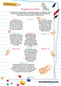 Pregnancy in humans worksheet