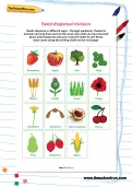 Seed dispersal revision worksheet
