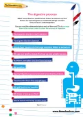 The digestive process worksheet