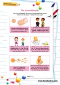 The human life cycle worksheet