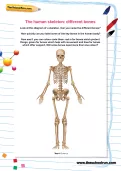 The human skeleton: different bones worksheet