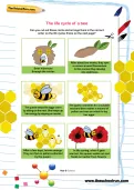 The life cycle of a bee worksheet