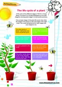 The life cycle of a plant